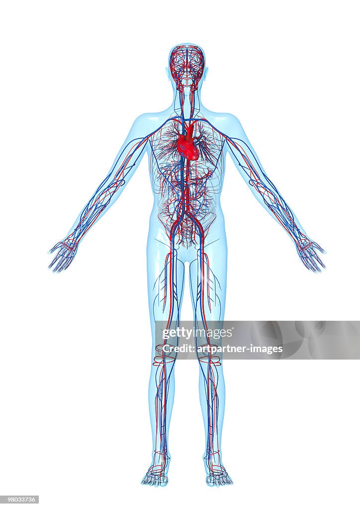 Circulatory System, Heart and Blood Vessels