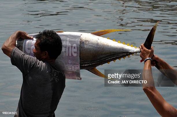 Worker in the southern Philippine city of General Santos unloads yellow fin tuna on March 25, 2010. The city is considered the tuna capital of the...