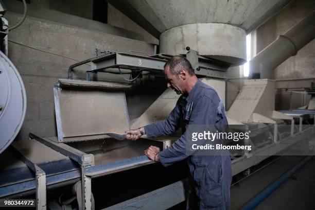 Buyer scoops a wheat sample from a conveyor at the Lecureur SA cereal plant in the Port of Rouen, in Val de la Haye, France, on Thursday, June 21,...
