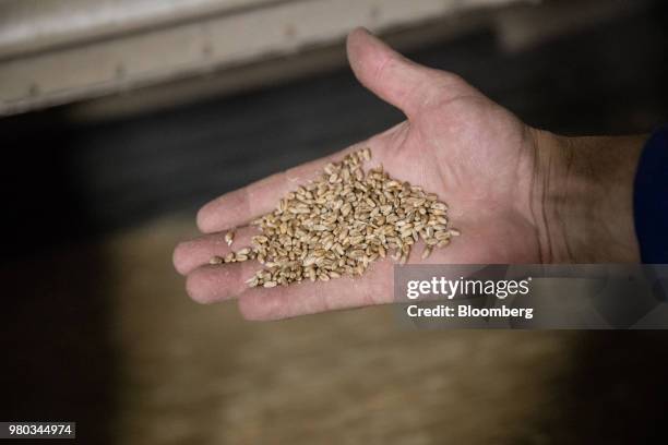 Buyer inspects a wheat sample at the Lecureur SA cereal plant in the Port of Rouen, in Val de la Haye, France, on Thursday, June 21, 2018. Europes...