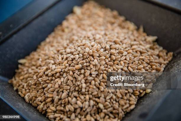 Grain rests in an Foss Analytical A/S analyser during protein and humidity checks at the Lecureur SA cereal plant in the Port of Rouen, in Val de la...