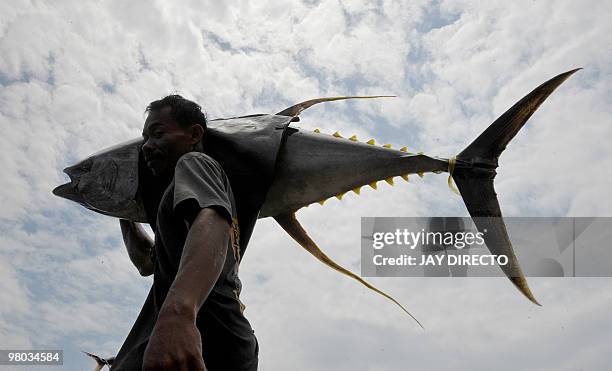 Worker in the southern Philippine city of General Santos unloads yellow fin tuna on March 25, 2010. The city is considered the tuna capital of the...