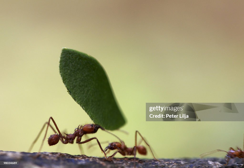 Leaf Cutter Ants (Atta sp.) carrying leaves
