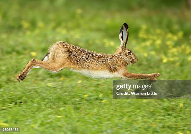 Hare is pictured crossing the 14th fairway during the first round of the Open de Andalucia 2010 at Parador de Malaga Golf on March 25, 2010 in...