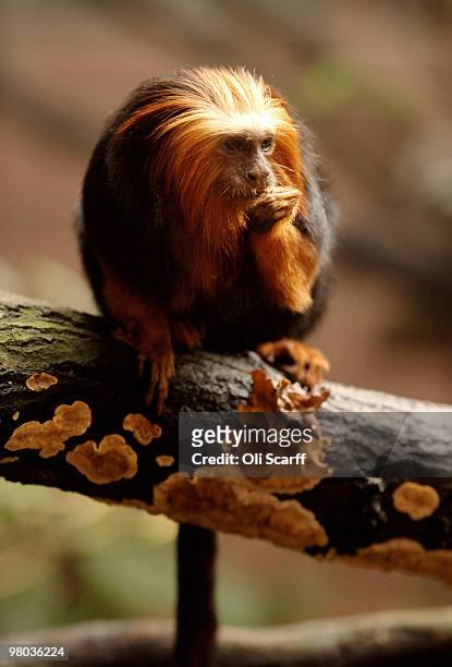 Golden Headed Lion Tamarin monkey, native to the tropical rainforests of South America, feeds in the new living rainforest enclosure at ZSL London...