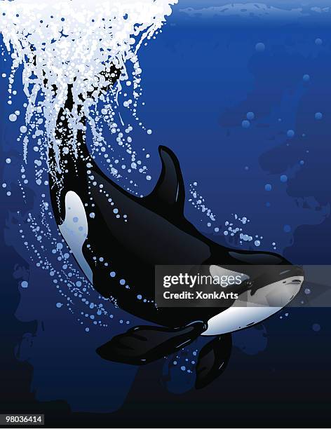 ilustraciones, imágenes clip art, dibujos animados e iconos de stock de buceo orca - killer whale