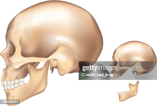 Human skull, left side Human skull, left side