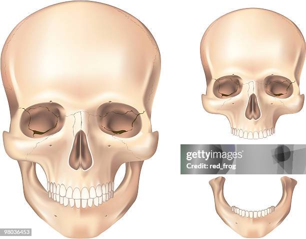 human skull front view - science project stock illustrations