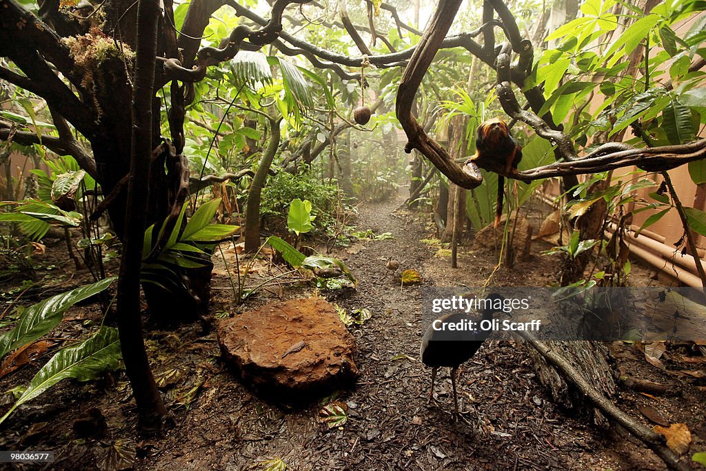 A New Living Rainforest Experience Is Launched At London Zoo
