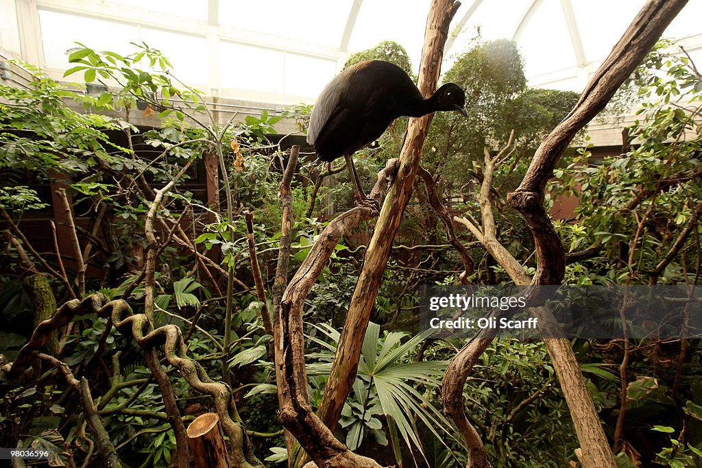 A New Living Rainforest Experience Is Launched At London Zoo