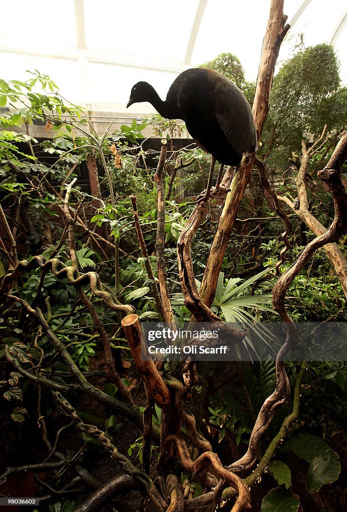 A New Living Rainforest Experience Is Launched At London Zoo