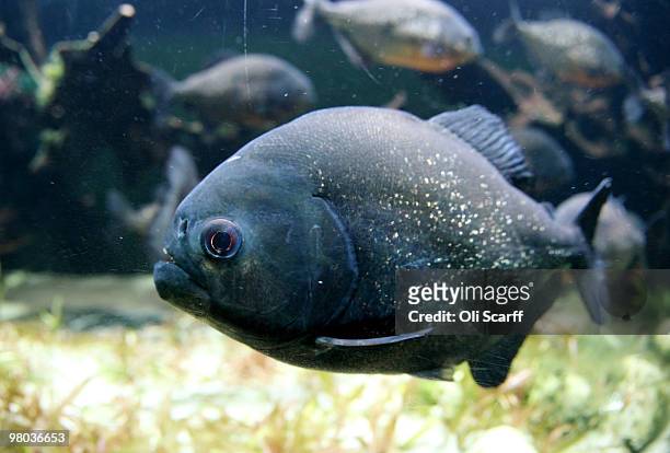 Red-bellied Piranha swim in their tank in the living rainforest enclosure at ZSL London Zoo on March 25, 2010 in London, England. Entitled...