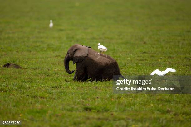 calf is palying  with bird - wet bird stock-fotos und bilder