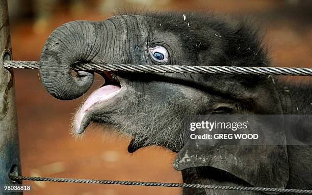 Taronga Zoo's new male elephant calf, given the nickname of "Mr Shuffles" after his miracle birth, wraps his trunk around a steel wire inside the...