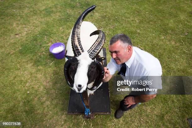 Gordon Connor from Linlithgow with a Jacob sheep as he prepares it for the Royal Highland Show on June 21, 2018 in Edinburgh, Scotland.