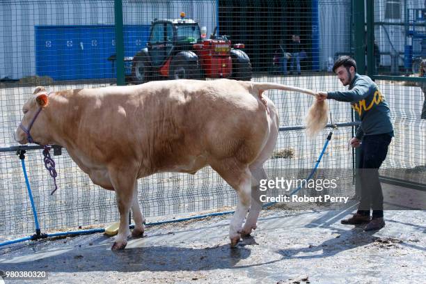 Cattle being prepared for the Royal Highland Show on June 21, 2018 in Edinburgh, Scotland.