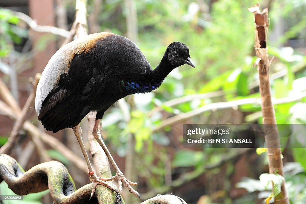 A Grey-winged Trumpeter, native to the A