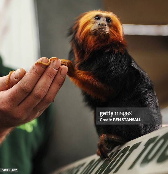 Golden Headed Lion Tamarin monkey, native to the Amazon rainforest, experiences its new home in the living rainforest enclosure at ZSL London Zoo, in...