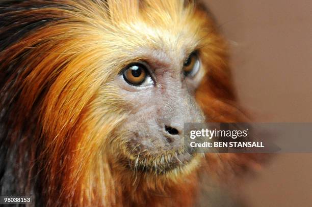 Golden Headed Lion Tamarin monkey, native to the Amazon rainforest, experiences its new home in the living rainforest enclosure at ZSL London Zoo, in...