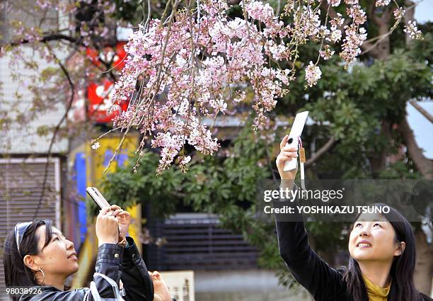 Two women takes pictures of bloomed cherry blossoms at Tokyo's Ueno park on March 22, 2010. Japan's meteorological agency announced that the annual...