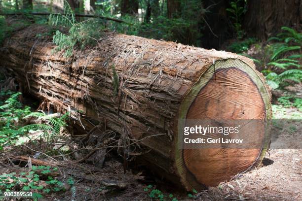 large redwood tree trunk, hendi state park, dhilo - mendocino county stock pictures, royalty-free photos & images