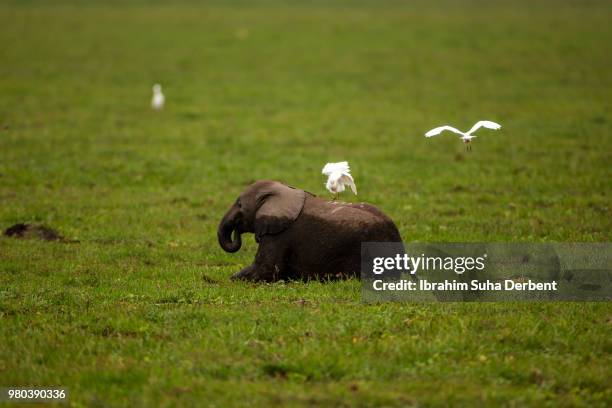 calf is palying  with bird - wet bird stock-fotos und bilder