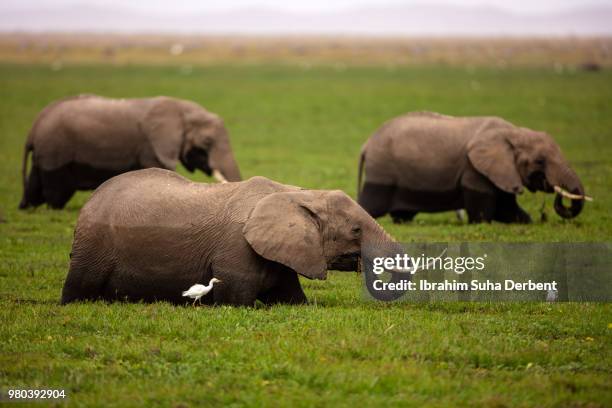 there are three elephant and a white bird which moving together on the photo. - wet bird stock-fotos und bilder