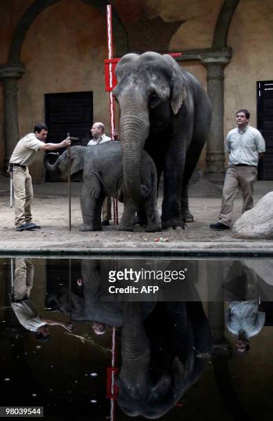 Zoo keepers measure the elephant baby Rani and its mother Tura at an animal park in Hamburg, northern Germany on March 25, 2010. All the animals of...