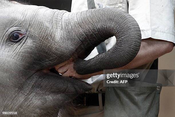 Zoo keeper feeds the elephant baby Rani while it is measured at an animal park in Hamburg, northern Germany on March 25, 2010. All the animals of the...