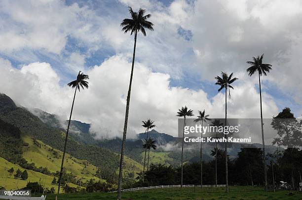 Giant wax palms at Valle de Cocora, Salento. Salento is a small town in the hills near the city of Pereira. It is known for its trout fishing which...
