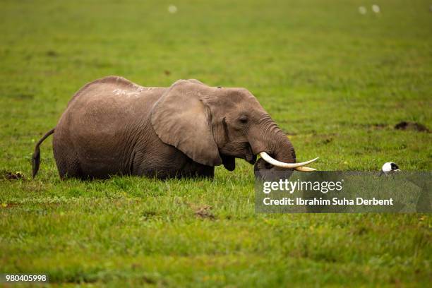 adult elephant is looking towards to a bird on the grass. - wet bird stock-fotos und bilder