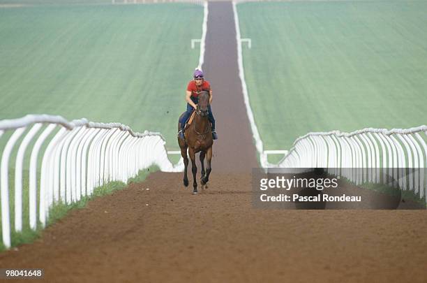 Race horse and jockey during training on the gallops on 1 June 1987 at the Newmarket race course , England.