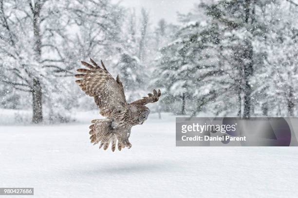great grey owl flying over snow - great grey owl stock pictures, royalty-free photos & images