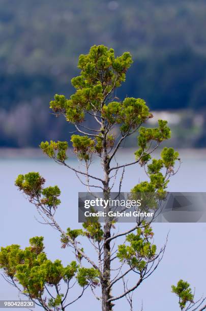 branches - ginter stock-fotos und bilder