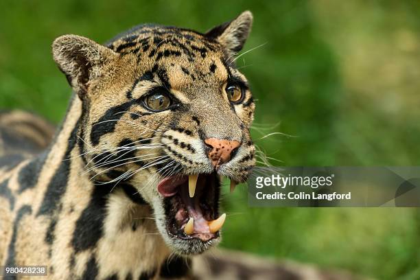 close up of clouded leopard (neofelis nebulosa) - clouded leopard stock pictures, royalty-free photos & images