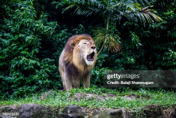 roaring lion (panthera leo) against bush, singapore - dierentuin stockfoto's en -beelden
