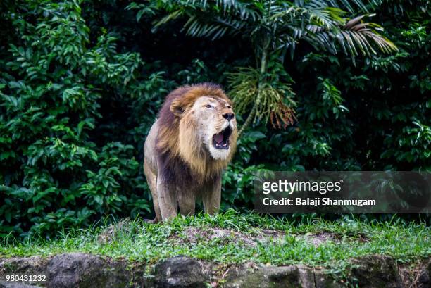 roaring lion (panthera leo) against bush, singapore - zoo animals stock pictures, royalty-free photos & images