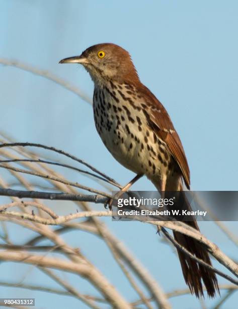 brown thrasher - thrasher stock pictures, royalty-free photos & images