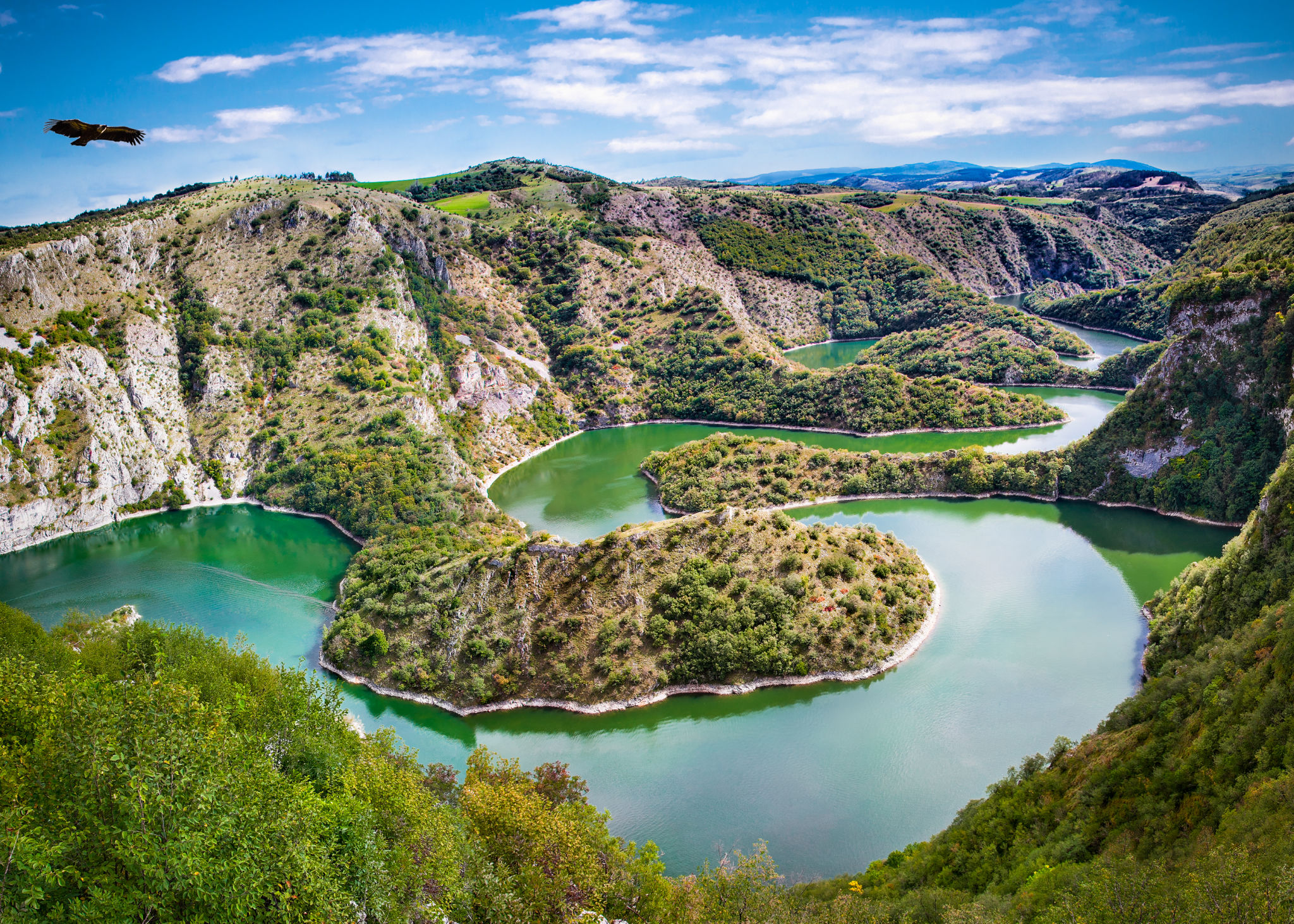Griffon vulture flying over meanders of Uvac river in Serbia. Griffon vulture flying over meanders of Uvac river in Serbia.