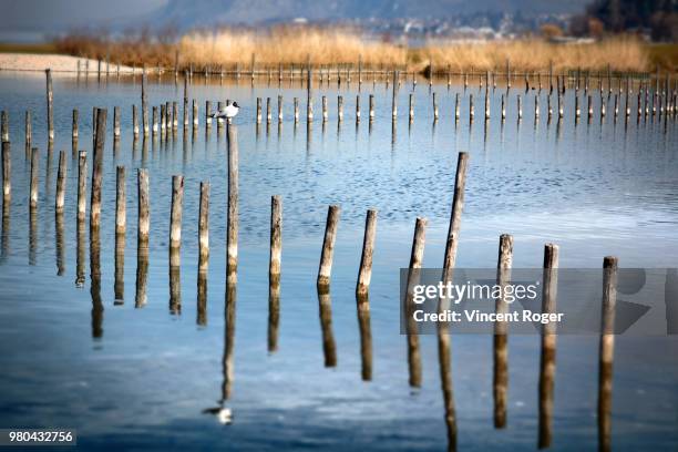 lac du bourget - bourget stock pictures, royalty-free photos & images