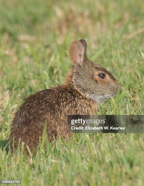 165 Marsh Rabbit Stock Photos, High-Res Pictures, and Images - Getty Images