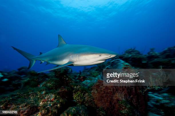 caribbean reef shark (carcharhinus perezi) - caribbean reef shark imagens e fotografias de stock
