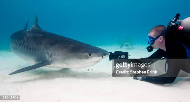 tiger shark versus video camera - leopard shark stock pictures, royalty-free photos & images