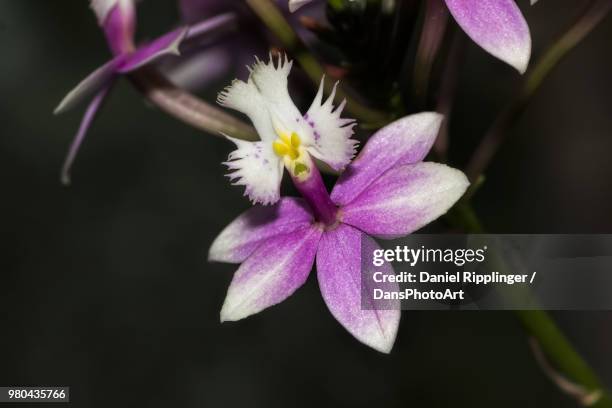 epidendrum princess valley - epidendrum stock pictures, royalty-free photos & images