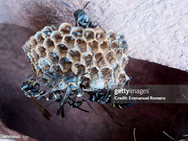 en casa - paper wasp 個照片及圖片檔