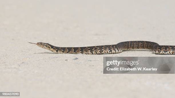 banded water snake - water snake stock pictures, royalty-free photos & images