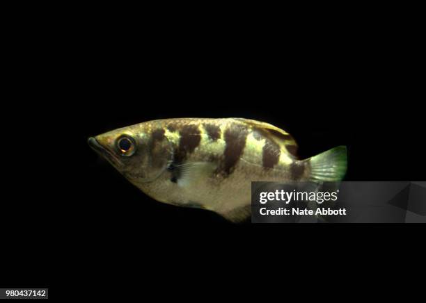 archer fish - archer fish stock pictures, royalty-free photos & images