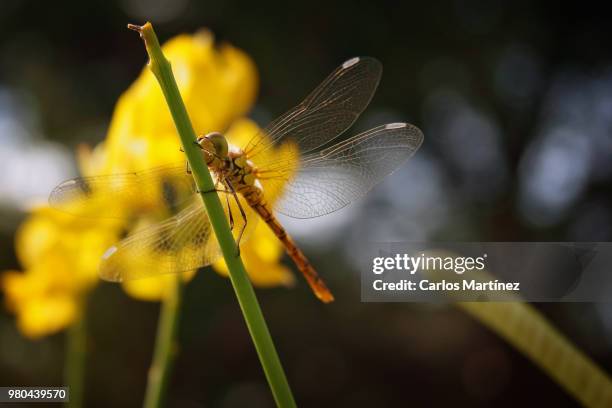 libellulidae odonata - libellulidae stock pictures, royalty-free photos & images