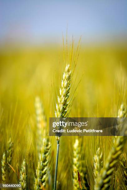 green wheat (triticum spp.) in close-up - spp stock pictures, royalty-free photos & images