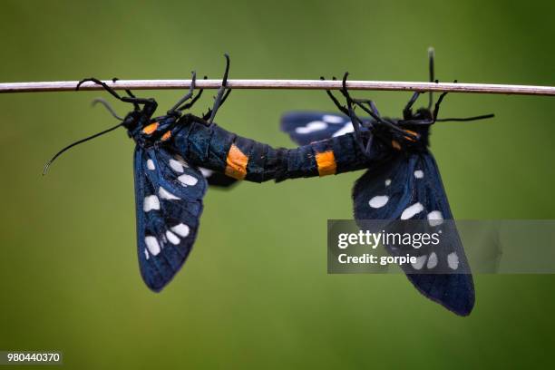 copulating nine spotted moths (amata phegea) - nine spotted moth stock pictures, royalty-free photos & images